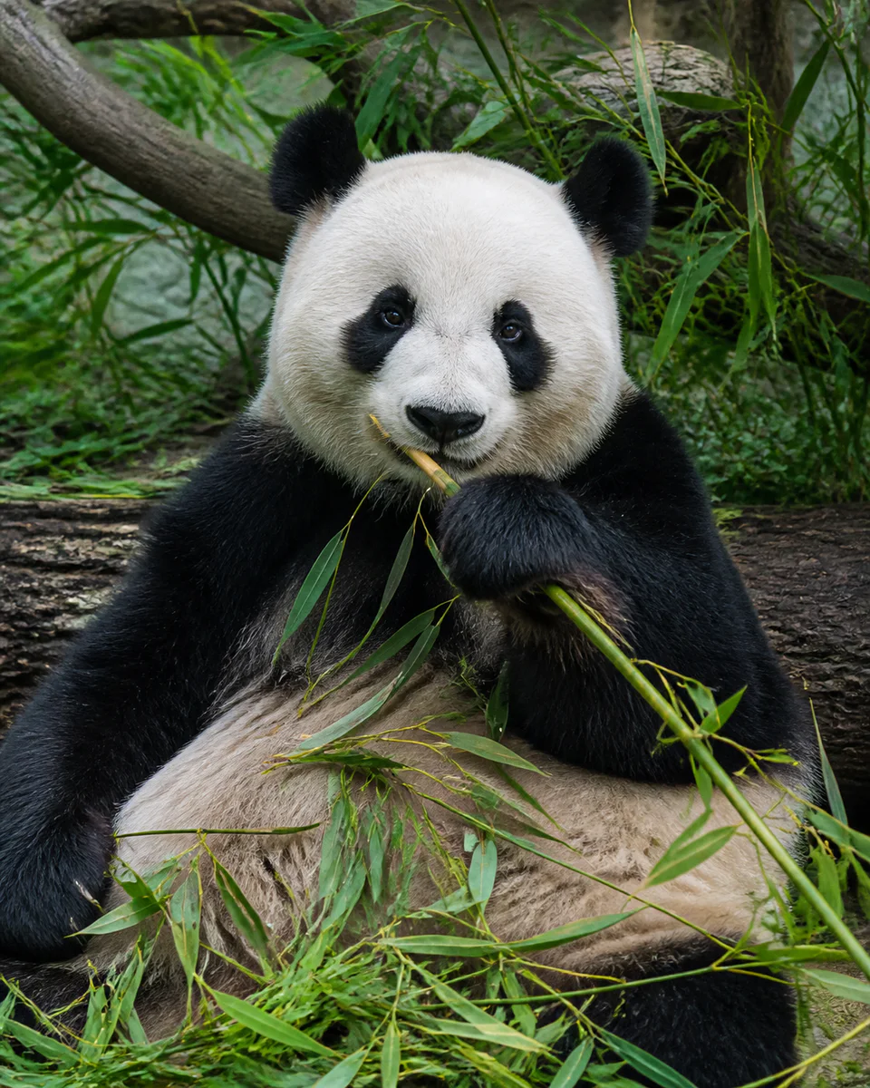 Chengdu